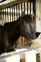 dichtbij omhoog wit bruin paard hoofd aan het eten in hout stal foto