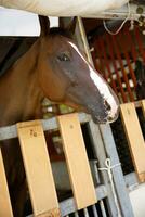 dichtbij omhoog wit bruin paard hoofd aan het eten in hout stal foto