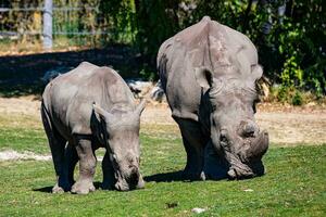 witte neushoorn. zoogdier en zoogdieren. landwereld en fauna. dieren in het wild en zoölogie. foto