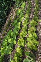 groeiende luttaga-plantage voor voedselgebruik food