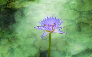 Purper en geel lotussen met bij zwermen stuifmeel. foto