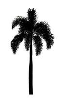 silhouet palm boom borstel ontwerp Aan wit achtergrond, illustraties borstel borstel van echt boom met knipsel pad en alpha kanaal foto