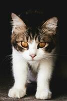 huiselijk kat op zoek Bij camera geïsoleerd Aan donker achtergrond. huiselijk kat detailopname fotografie foto