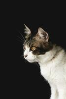 huiselijk kat detailopname fotografie geïsoleerd Aan donker achtergrond. foto
