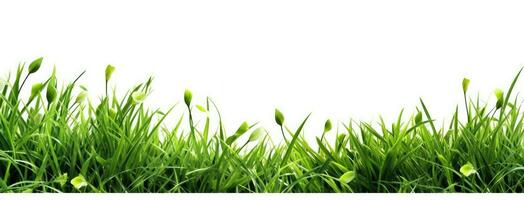 groen gras met wit achtergrond. generatief ai foto