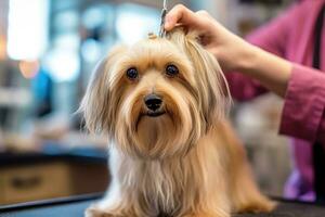 professioneel huisdier groomer net zo ze subtiel versieringen de vacht van een pluizig hond Bij een uiterlijke verzorging salon. generatief ai foto