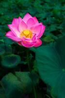 detailopname visie van een groot roze lotus bloem met geel meeldraden bloeiend prachtig. foto