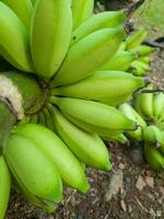 bundel van groen bananen in de tuin. banaan awak agrarisch plantage foto