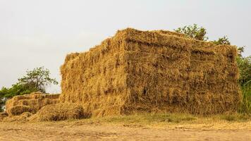 laag hoek visie. hopen van rietje balen van geoogst rijst- velden opgestapeld omhoog in dicht rijen. foto