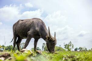 een visie van een modderig zwart buffel begrazing gedurende de dag Aan de grond. foto