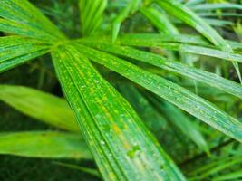 dichtbij omhoog van palm bladeren met dauw druppels foto