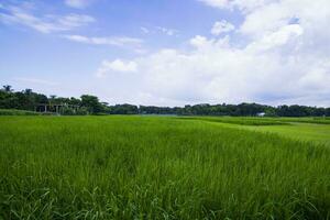 landschap visie van de graan rijst- fabriek veld- onder de wit bewolkt blauw lucht foto