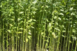 groen rauw jute- fabriek patroon structuur kan worden gebruikt net zo een achtergrond behang foto