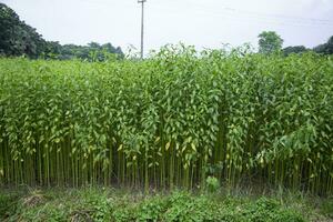 jute- planten groeit in een veld- in de platteland van Bangladesh foto