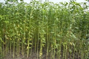 jute- planten groeit in een veld- in de platteland van Bangladesh foto