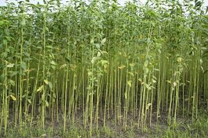 jute- planten groeit in een veld- in de platteland van Bangladesh foto