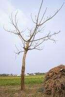 eenzaam bombax ceiba boom in de veld- onder de blauw lucht foto
