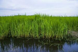 groen rijst- landbouw veld- landschap visie met blauw lucht in de platteland van Bangladesh foto