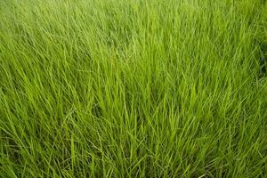 detailopname groen lang gras patroon structuur kan worden gebruikt net zo een natuurlijk achtergrond behang foto