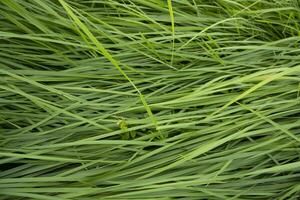 detailopname groen lang gras patroon structuur kan worden gebruikt net zo een natuurlijk achtergrond behang foto