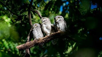 gevlekte owlet Aan boom in de tuin foto