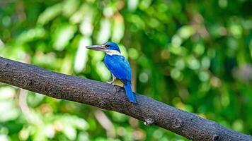 collared ijsvogel neergestreken Aan boom foto