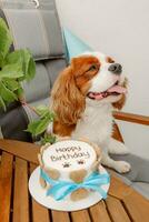 honden verjaardag feest. taart voor huisdier gemaakt van koekjes in vorm van vlees botten. schattig hond vervelend partij hoed Bij tafel met heerlijk verjaardag taart foto