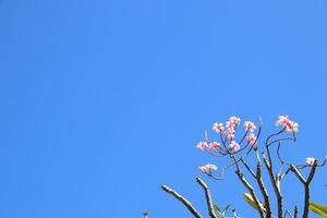 licht roze plumeria of frangipani bloemen bloeiend Aan bundel en helder blauw lucht achtergrond. foto