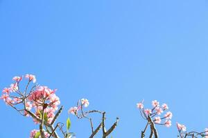 roze en wit frangipani of plumeria bloemen bloeiend Aan Afdeling en twijgen Bij bodem met Doorzichtig licht blauw lucht achtergrond. foto