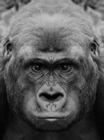 een mooi zwart en wit portret van een aap Bij dichtbij reeks dat looks Bij de camera. gorilla foto