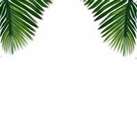 tropisch groen palm bladeren grens kader Aan wit achtergrond, groen achtergrond, groen bladeren grens, bladerrijk grens, natuur groen bladeren kader, botanisch bladeren grens foto