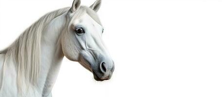 foto van een majestueus wit paard met een vloeiende manen tegen een schoon wit backdrop met kopiëren ruimte