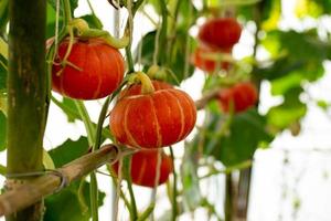 pompoenen die aan het bamboehek in de tuin hangen foto