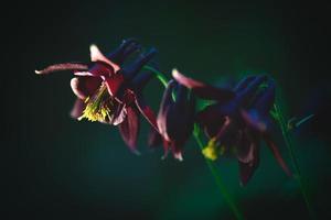 aquilegia atrata op italiaanse vooralpen foto