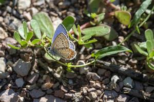 polymmatus iacarus vlinder die op de grond rust foto