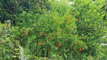 granaatappelplant in bloei foto