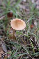 wilde paddenstoelenfamilie geboren in een bos