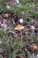 wilde paddenstoelenfamilie geboren in een bos