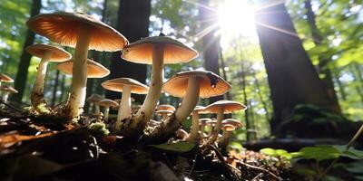 ai gegenereerd. ai generatief. buitenshuis natuur wild landschap Woud onderzoeken reizen avonturen met champignons vind Aan grond. grafisch kunst foto