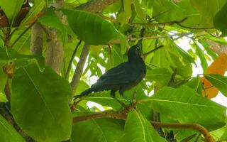 grote staart gracieus vogel zit Aan fabriek boom natuur Mexico. foto