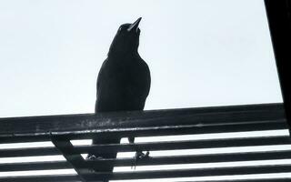 grote staart gracieus vogel Aan macht pool kabel ladder trap. foto