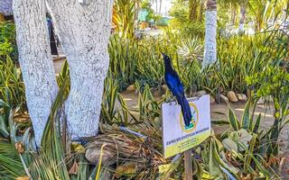 puerto escondido oaxaca Mexico 2023 grote staart gracieus vogel zit Aan fabriek boom natuur Mexico. foto