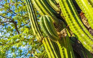 tropisch cactussen cactus planten natuurlijk oerwoud puerto escondido Mexico. foto