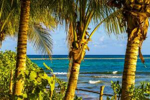 caraïben strand tropisch natuur palm bomen playa del carmen Mexico. foto