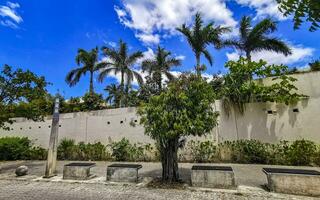 tropisch natuur planten palmen bomen Aan trottoir playa del carmen. foto