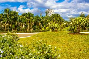 tropisch natuur planten palmen bomen Aan trottoir playa del carmen. foto