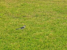 grijs kingbird wit vliegenvanger tropisch vogel vogelstand caraïben natuur Mexico. foto
