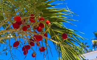 tropisch natuurlijk palm boom palm datums blauw lucht Mexico. foto