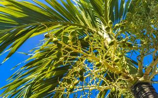 tropisch natuurlijk palm boom palm datums blauw lucht Mexico. foto