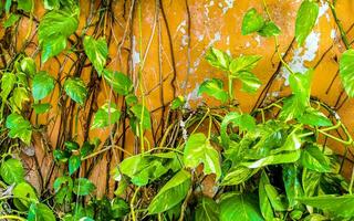 tropische groene en gele plant dieffenbachia domme riet kamerplant mexico. foto